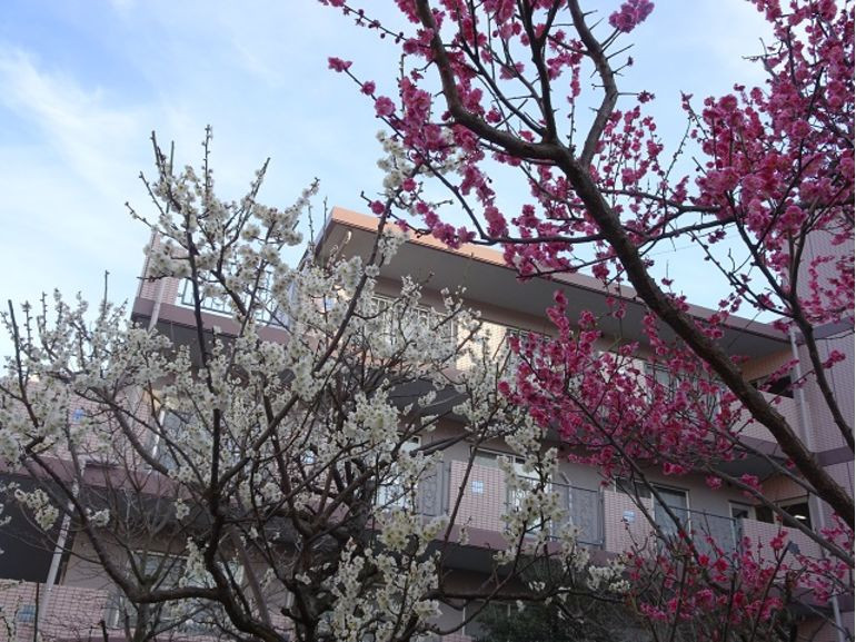 八王子の老人ホーム　春の訪れ紅梅が咲くアルジャンメゾン