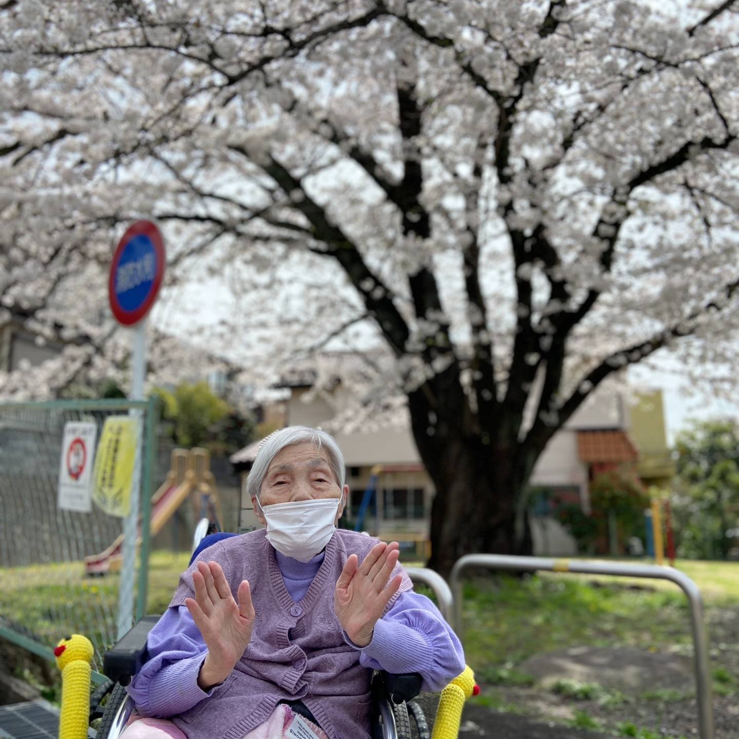 桜満開🌸お花見散歩🚶[午前の部]