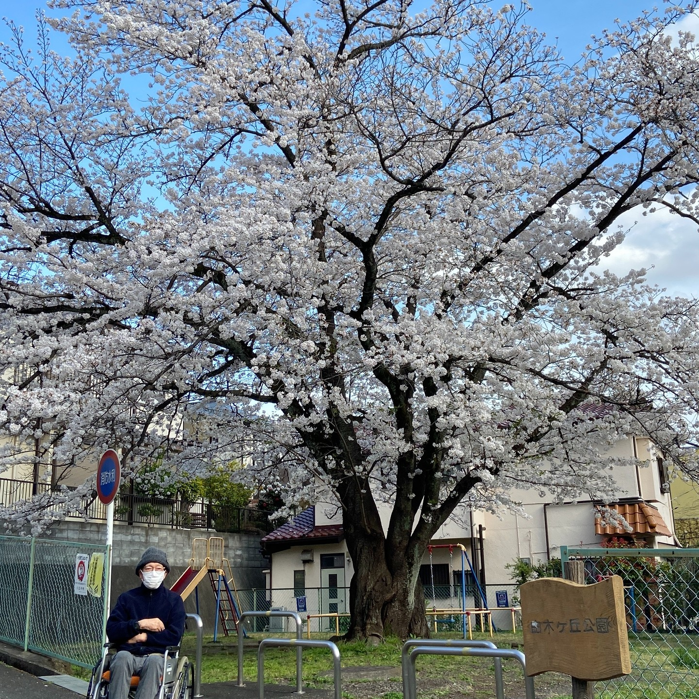 桜満開🌸お花見散歩🚶‍♂️[午後の部]