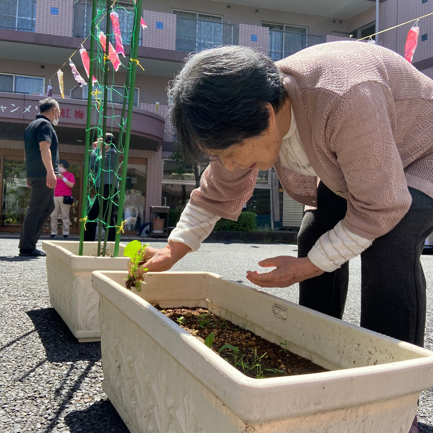 アルジャン朝顔成長記録🌺【種まき～1ヶ月】