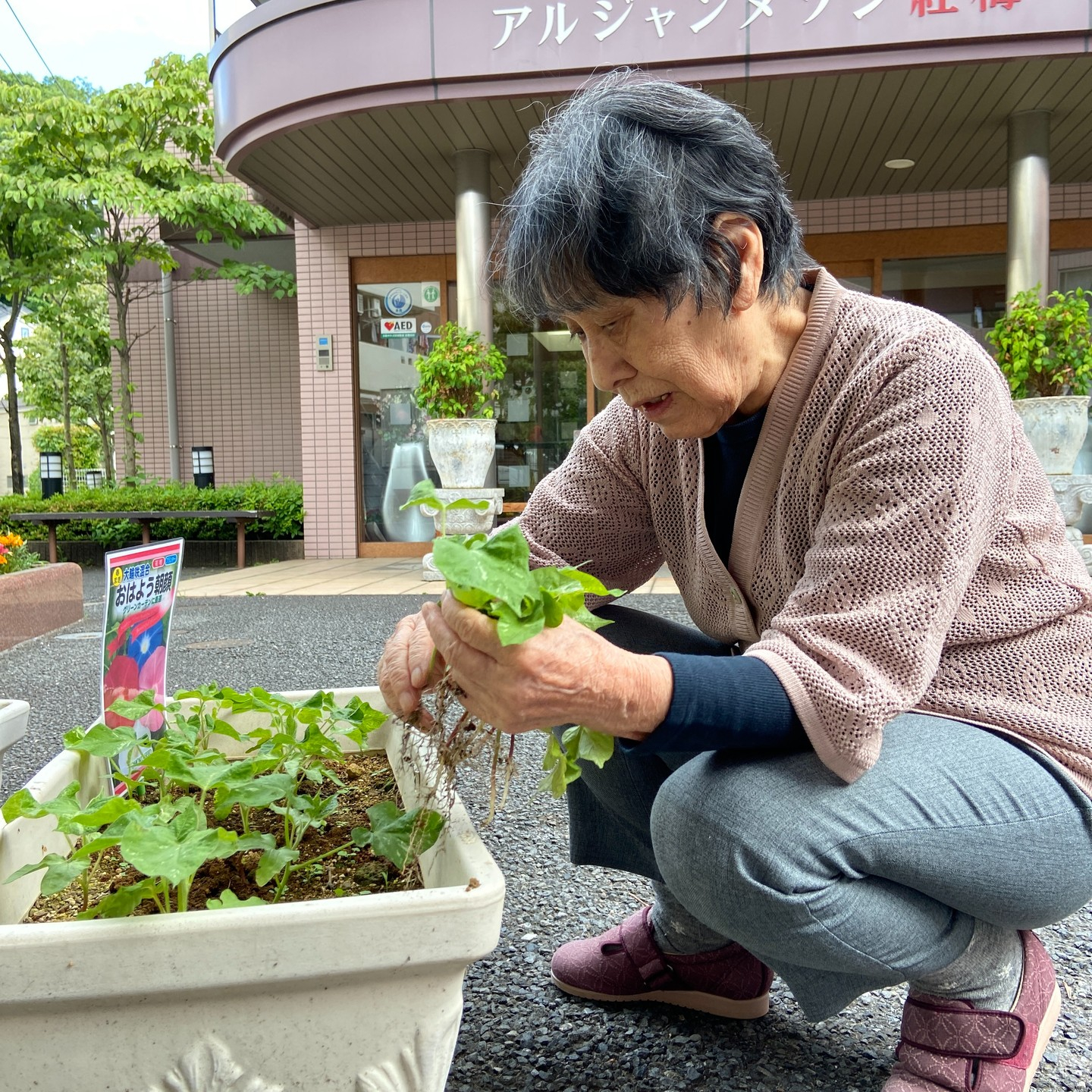 アルジャン朝顔成長記録🌺【種まき～1ヶ月】