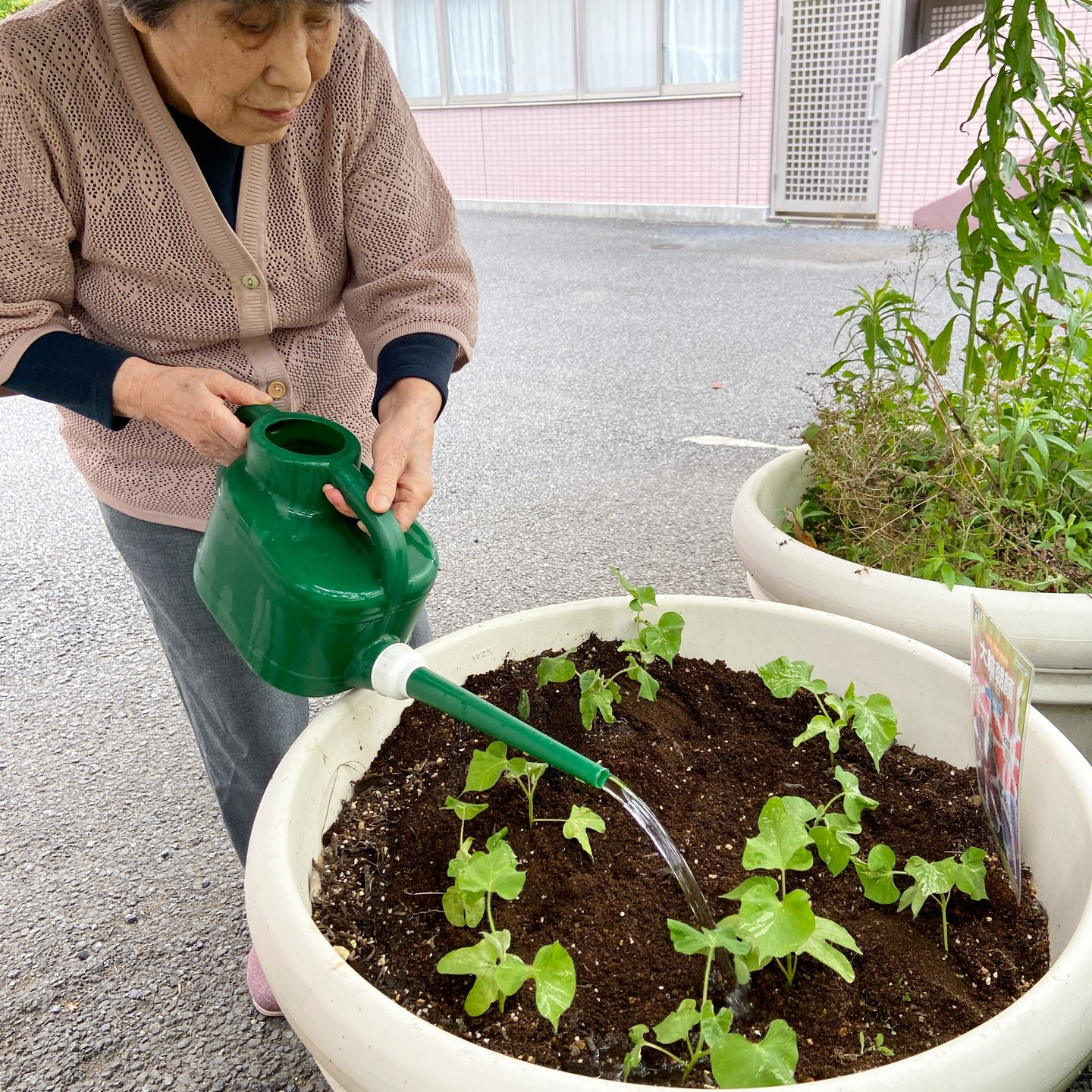 アルジャン朝顔成長記録🌺【種まき～1ヶ月】