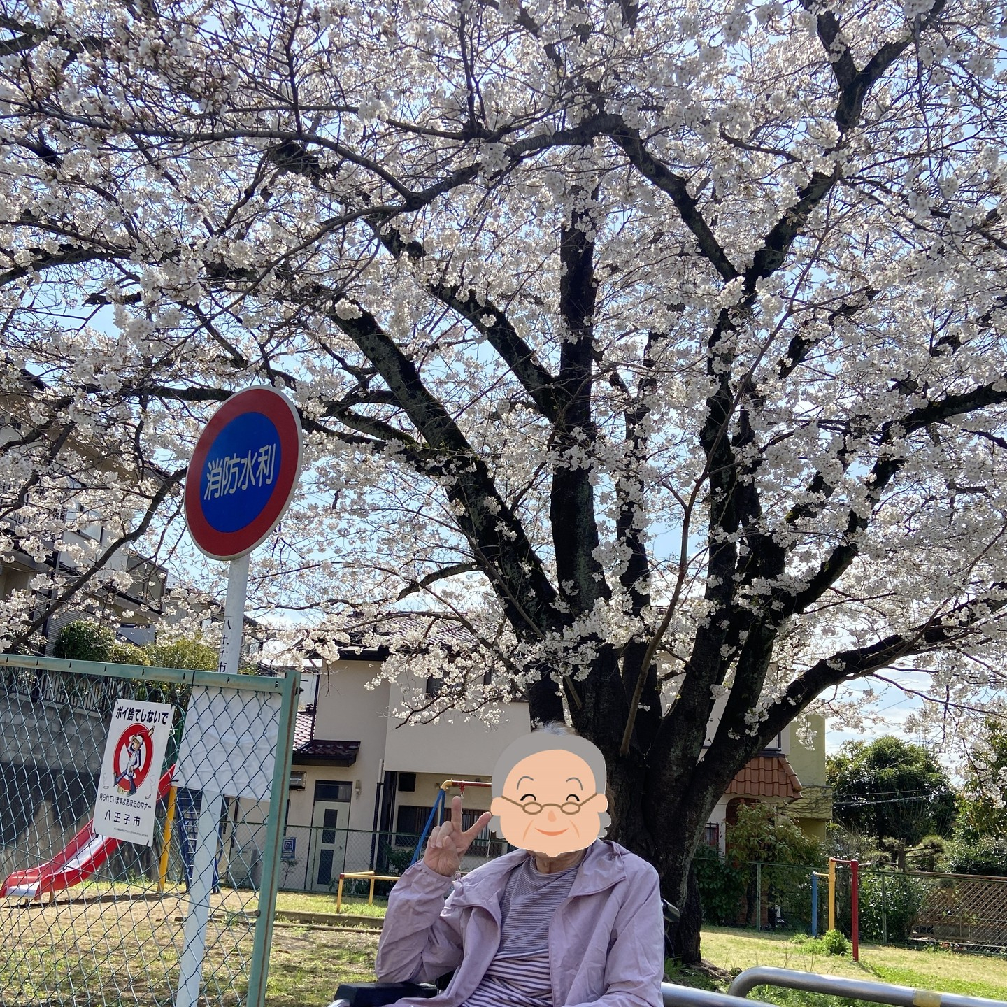 【桜ドライブ＆散歩4/4～4/5】