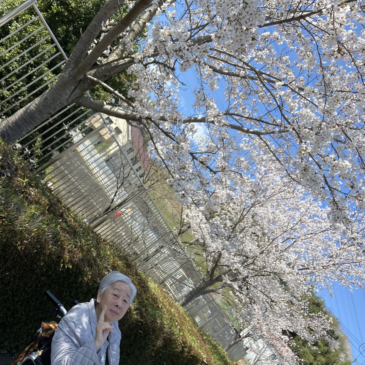 【桜ドライブ＆散歩4/4～4/5】