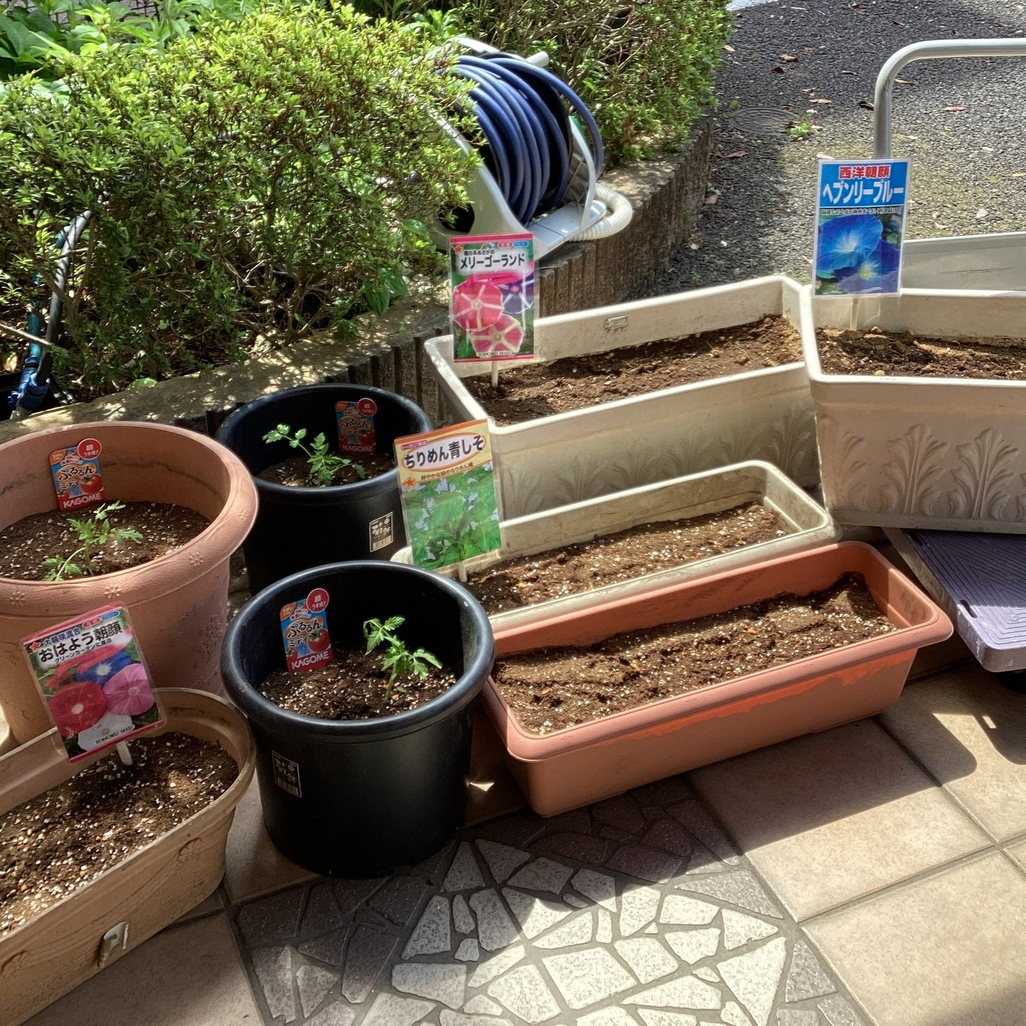 【朝顔🌺種まき】