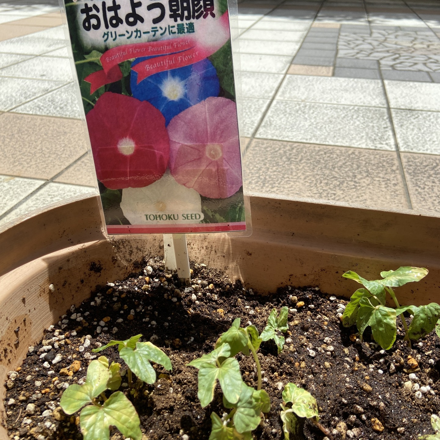 【朝顔＆トマト＆青じそ】成長記録