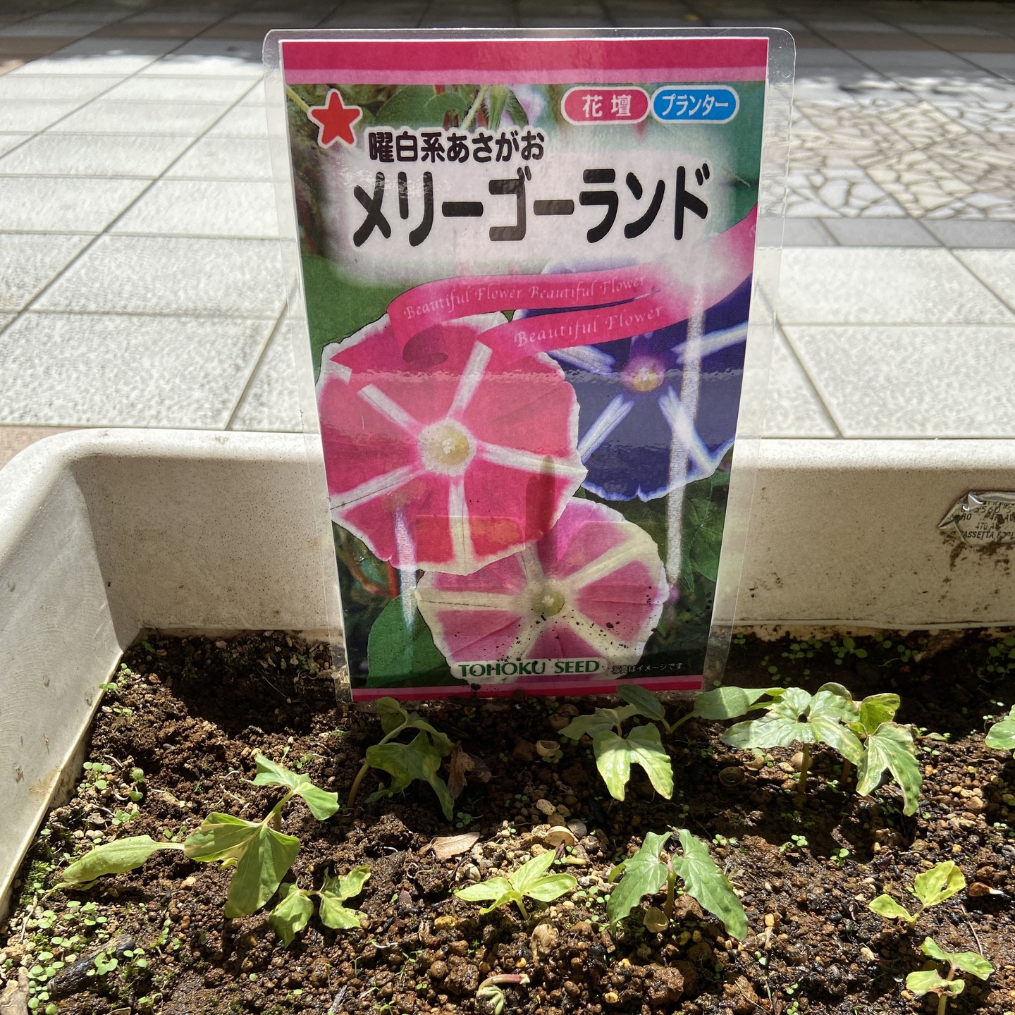 【朝顔＆トマト＆青じそ】成長記録