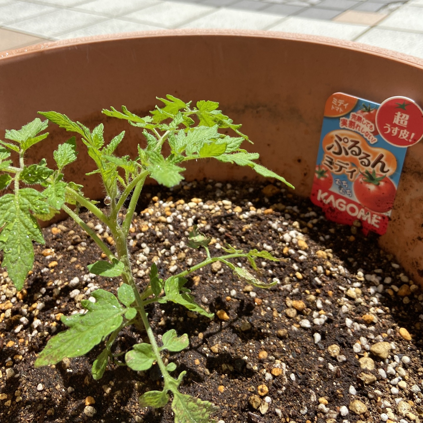 【朝顔＆トマト＆青じそ】成長記録