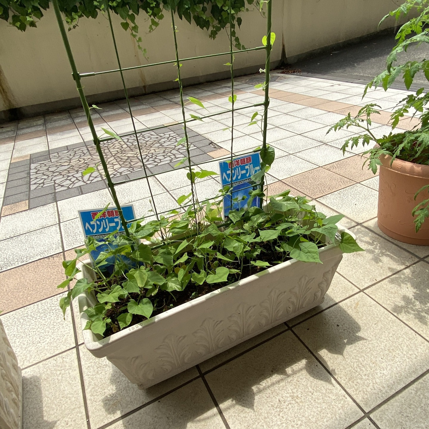 【アルジャン菜園】