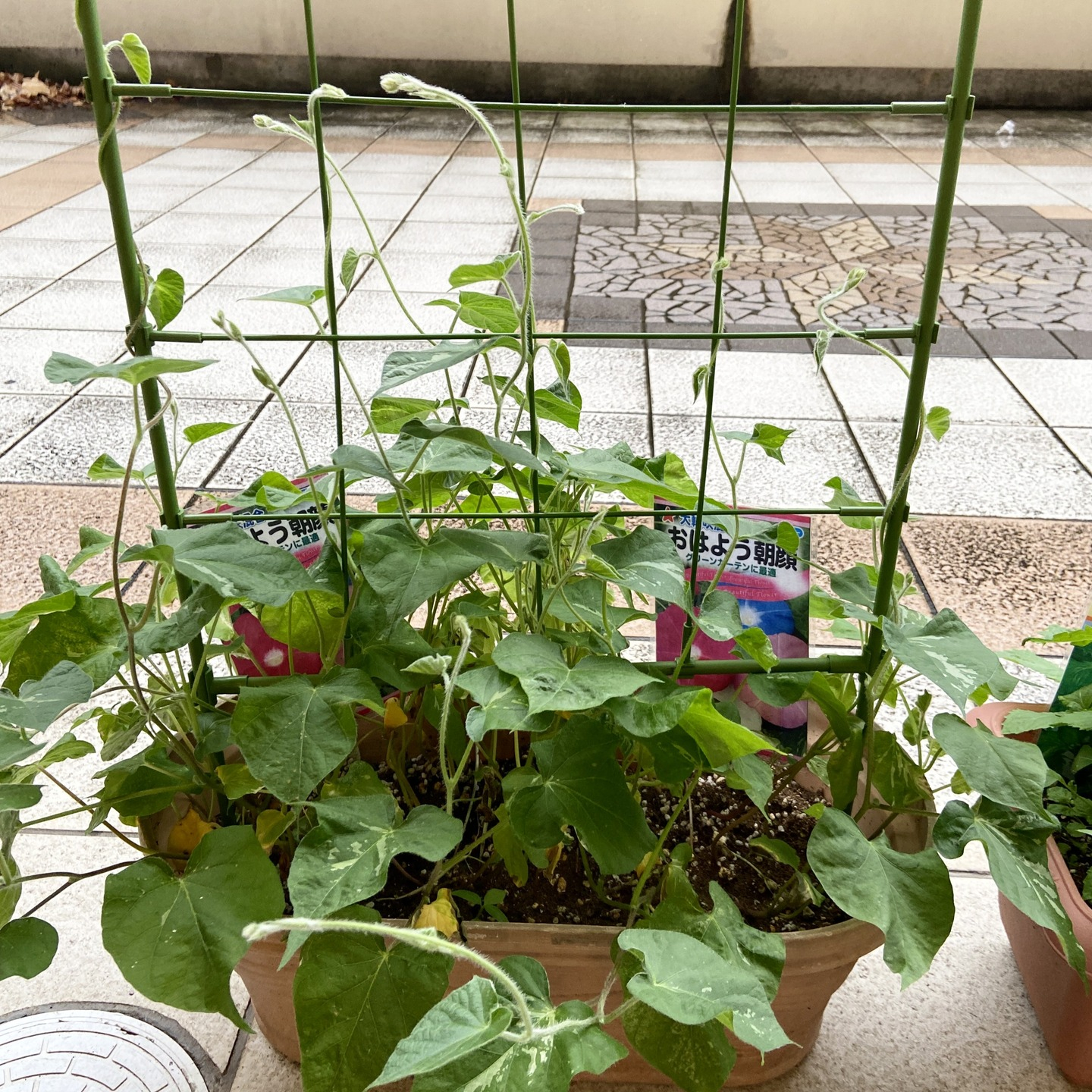 【アルジャン菜園】