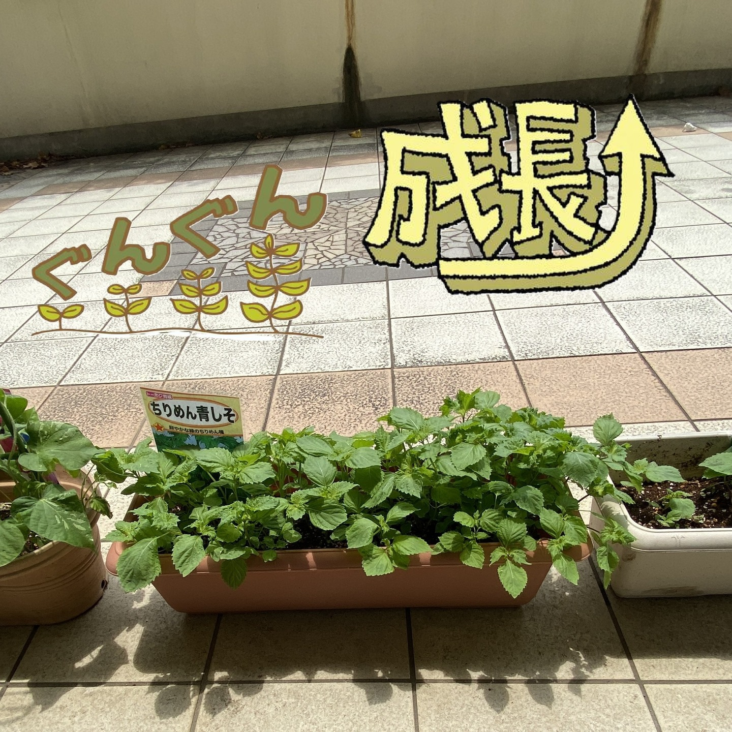 【アルジャン菜園】