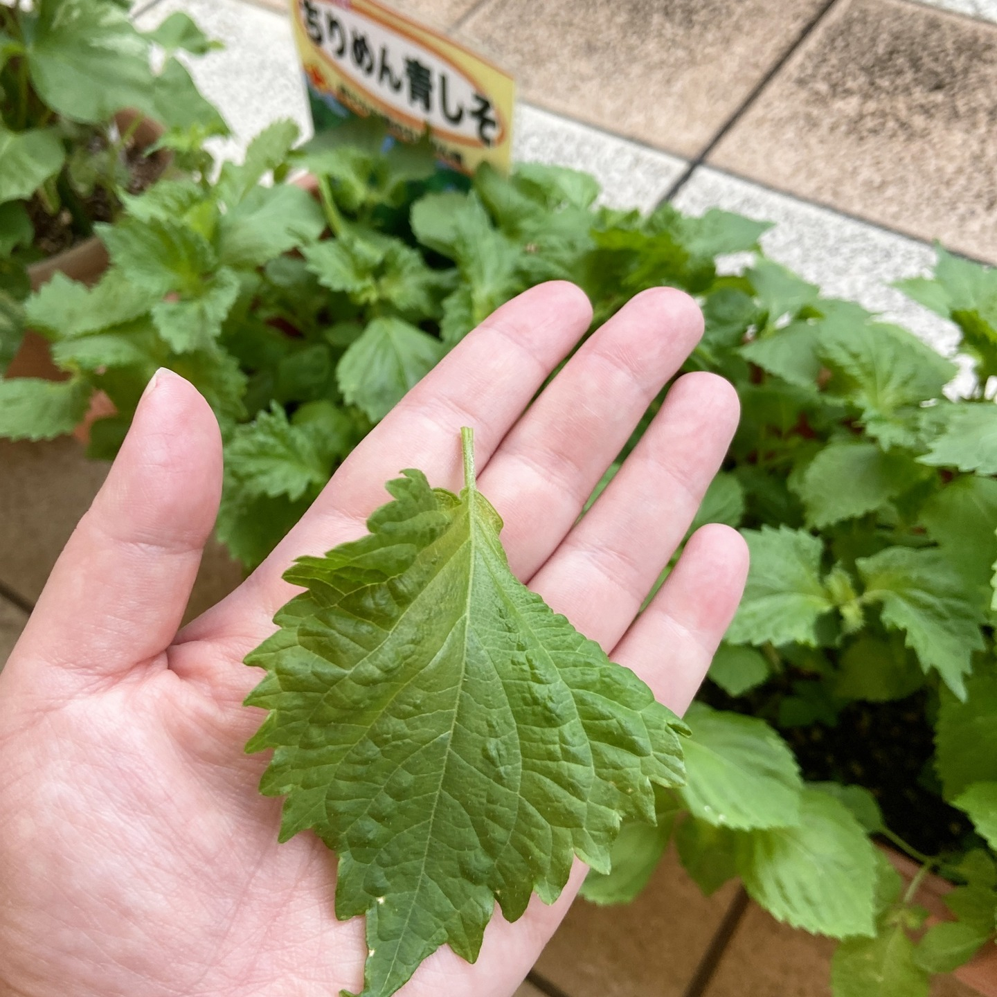 【アルジャン菜園】