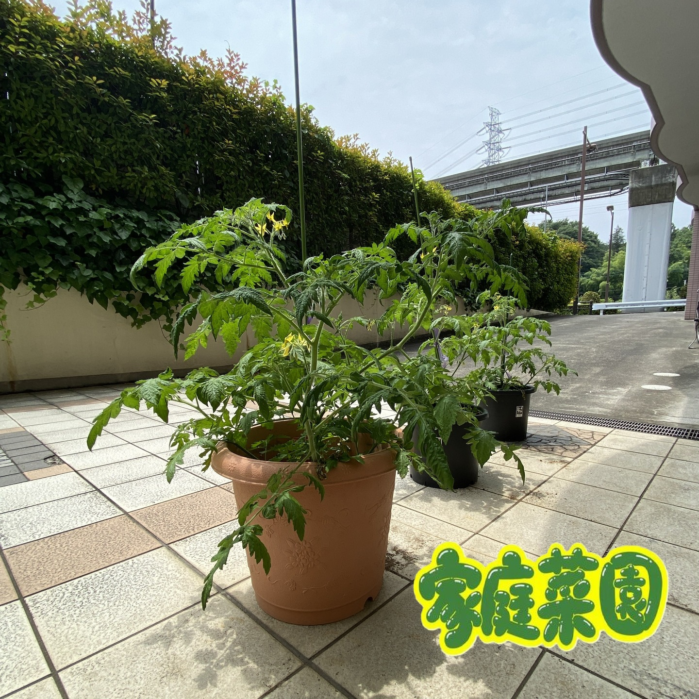 【アルジャン菜園】