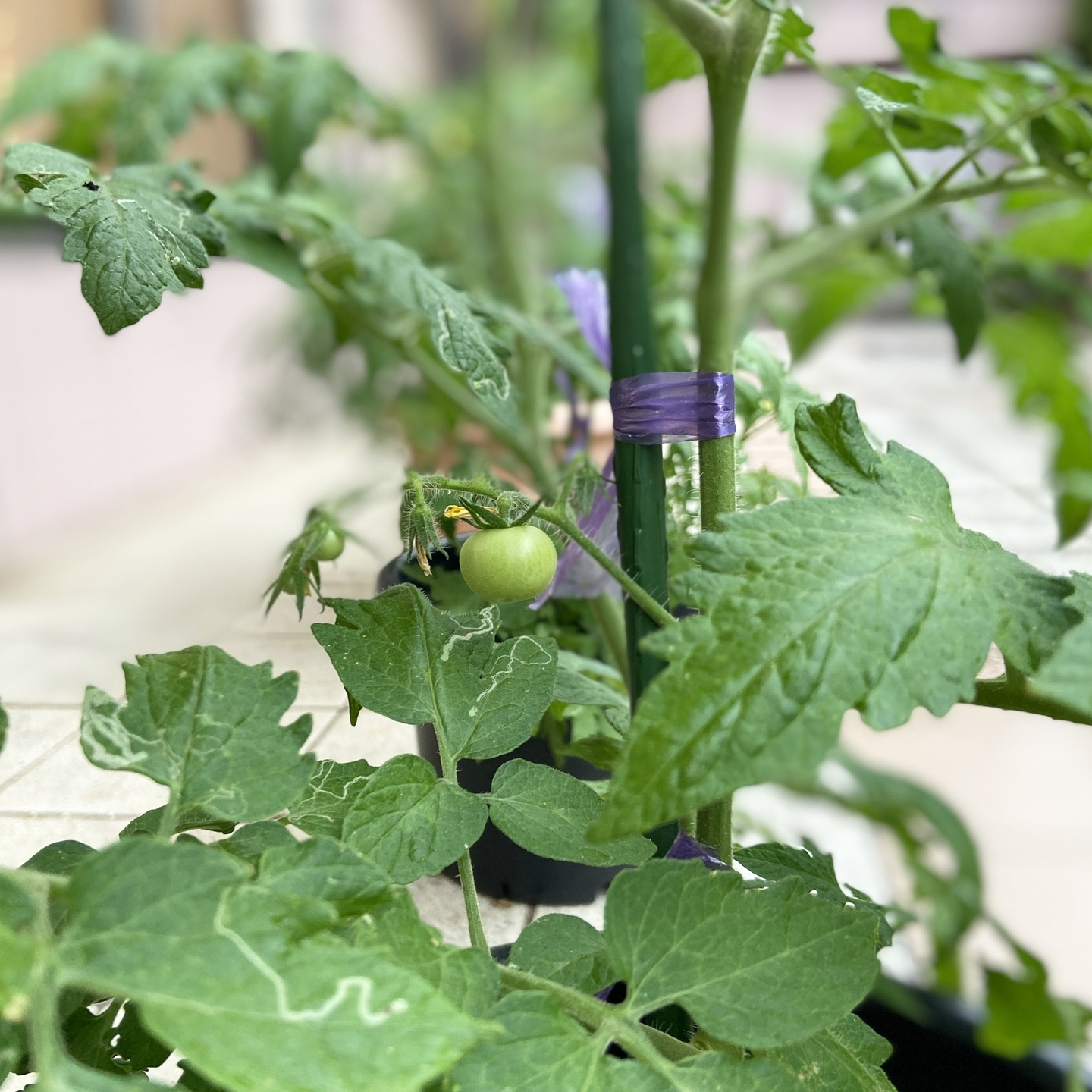 【アルジャン菜園】