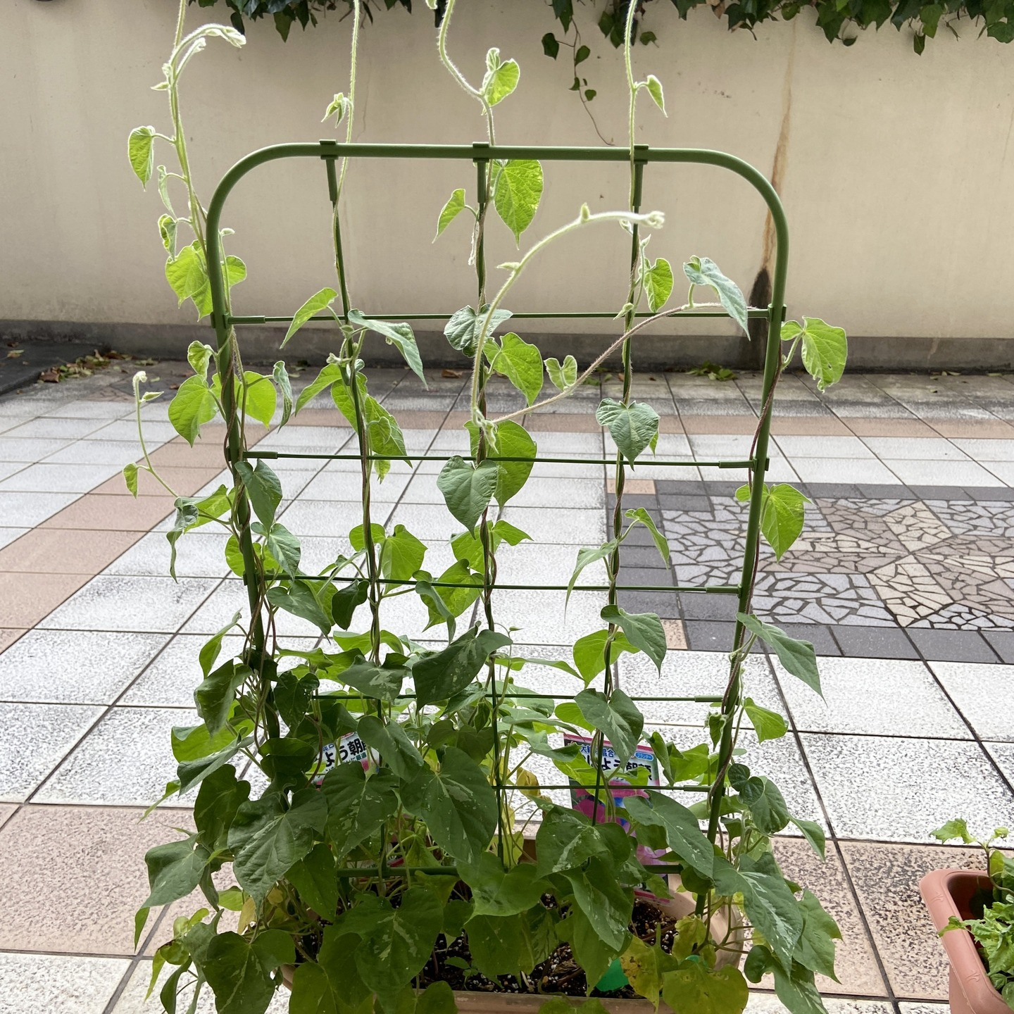 【アルジャンメゾン菜園】