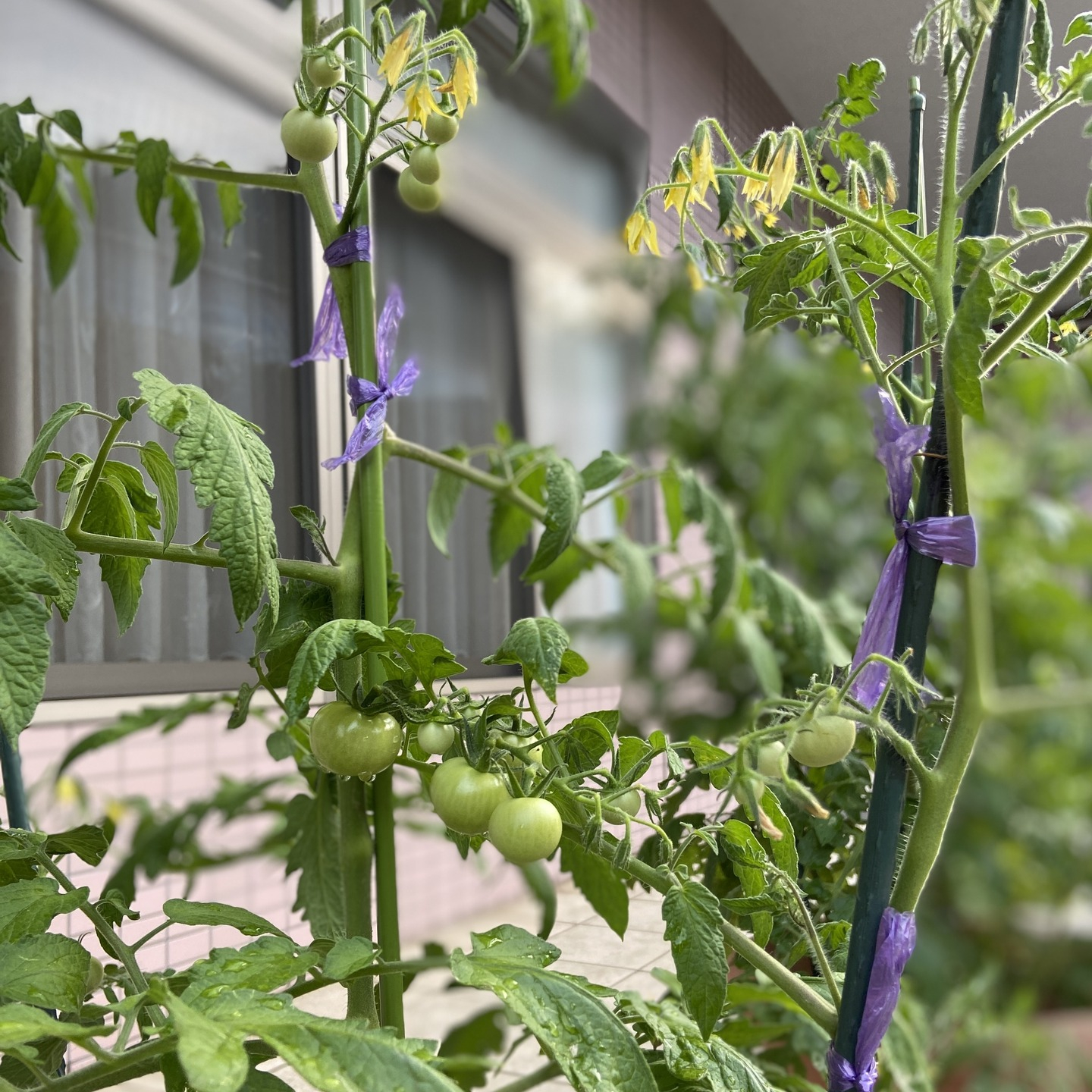 【アルジャンメゾン菜園】