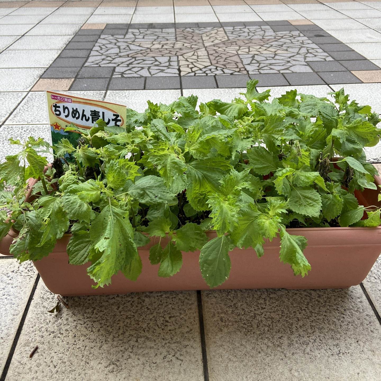 【アルジャンメゾン菜園】