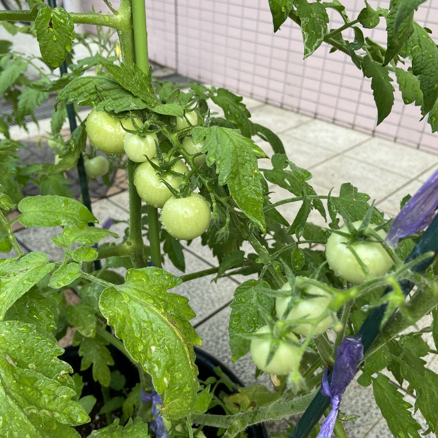 【アルジャンメゾン菜園】