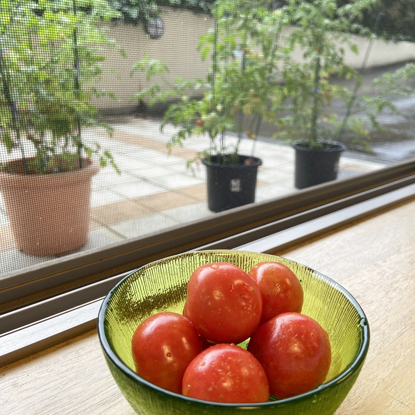 【アルジャン菜園】