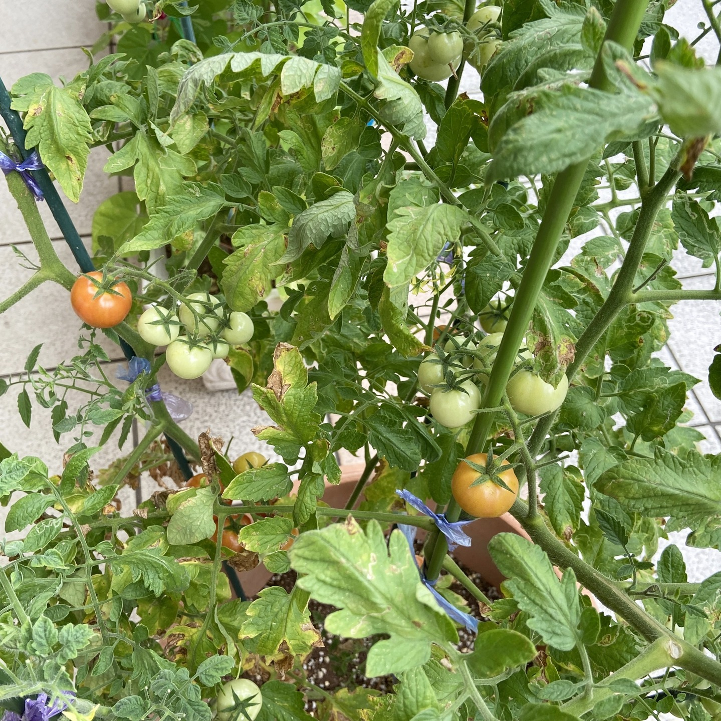 【アルジャン菜園】