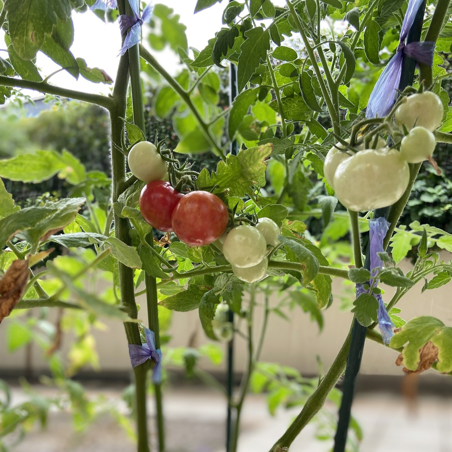 【アルジャン菜園】