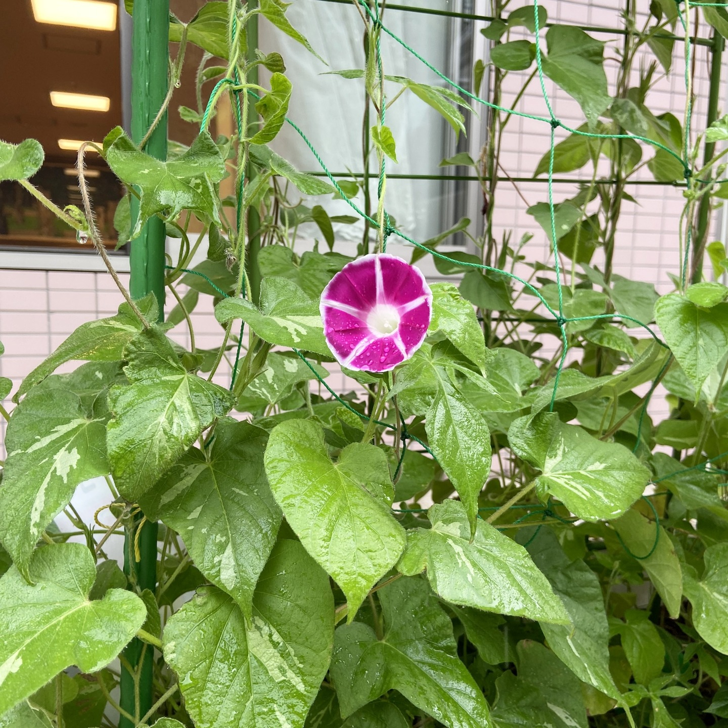 【アルジャン菜園】