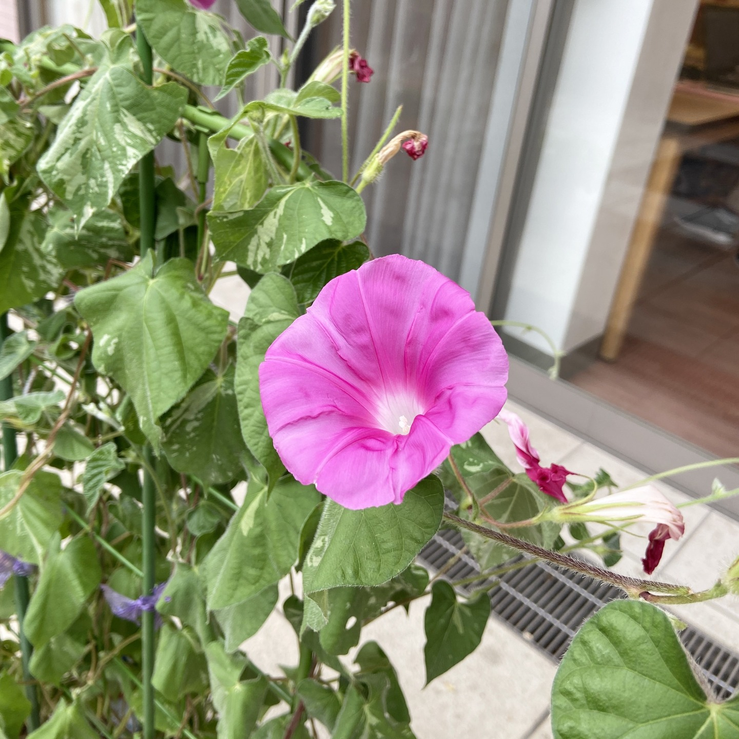 【アルジャン菜園】