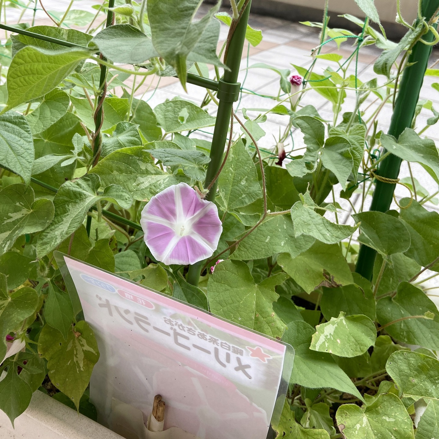 【アルジャン菜園】