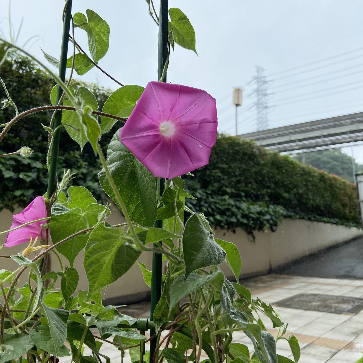 【アルジャン菜園】