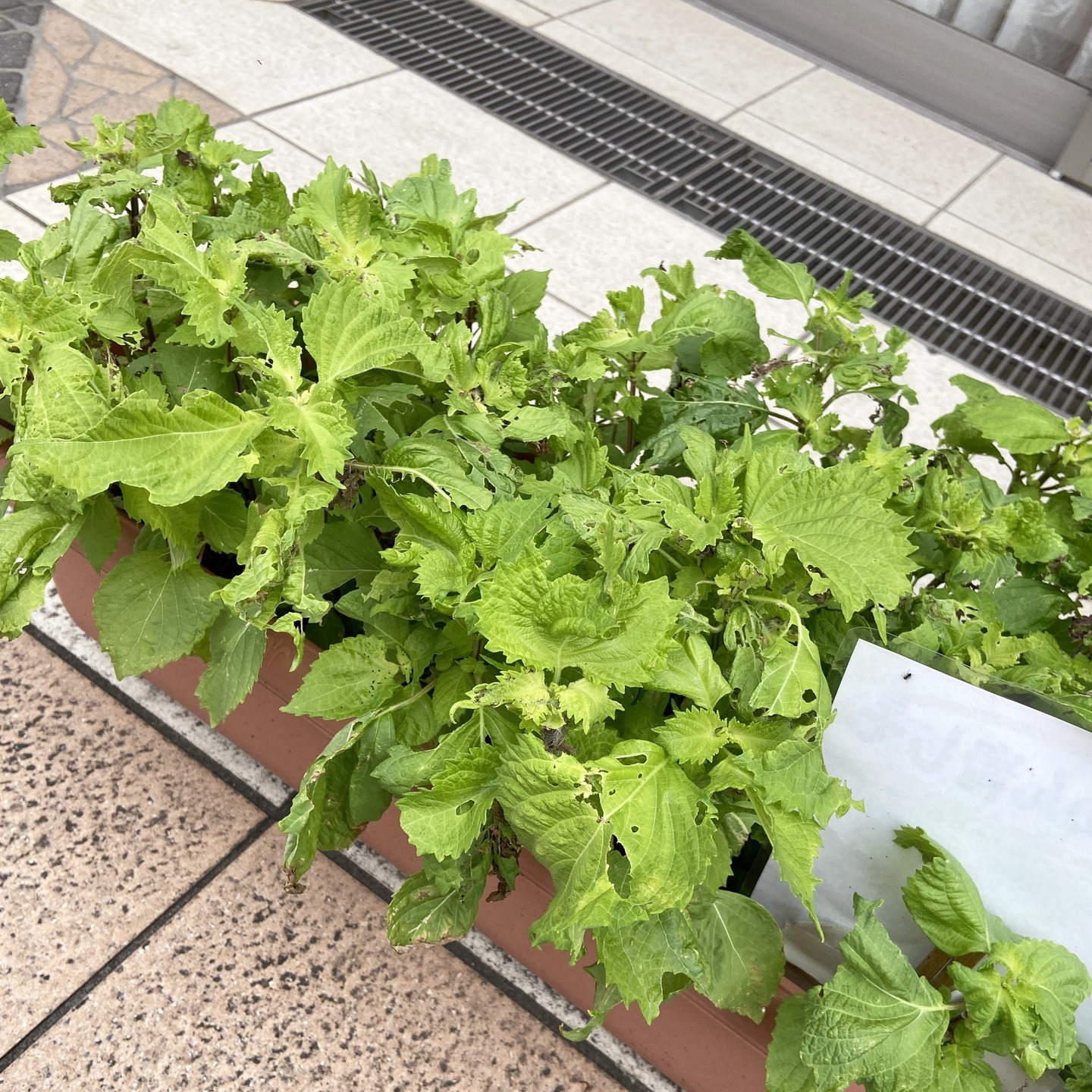 【アルジャン菜園】