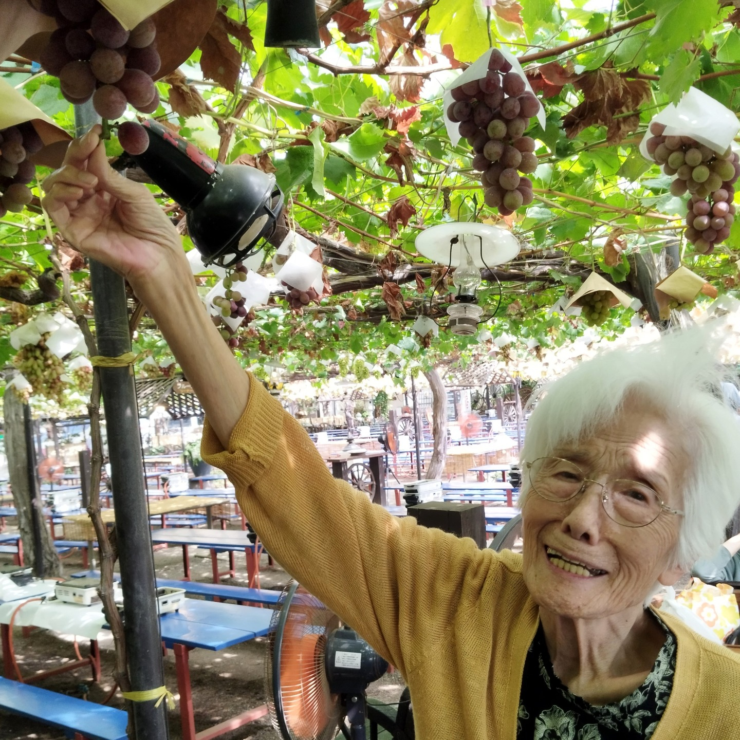 【ぶどう狩り🍇】
