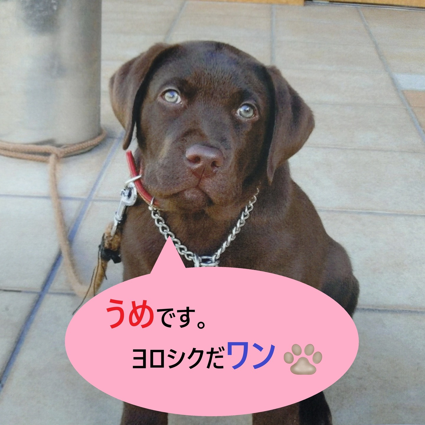 【うめちゃん特集　～11歳】