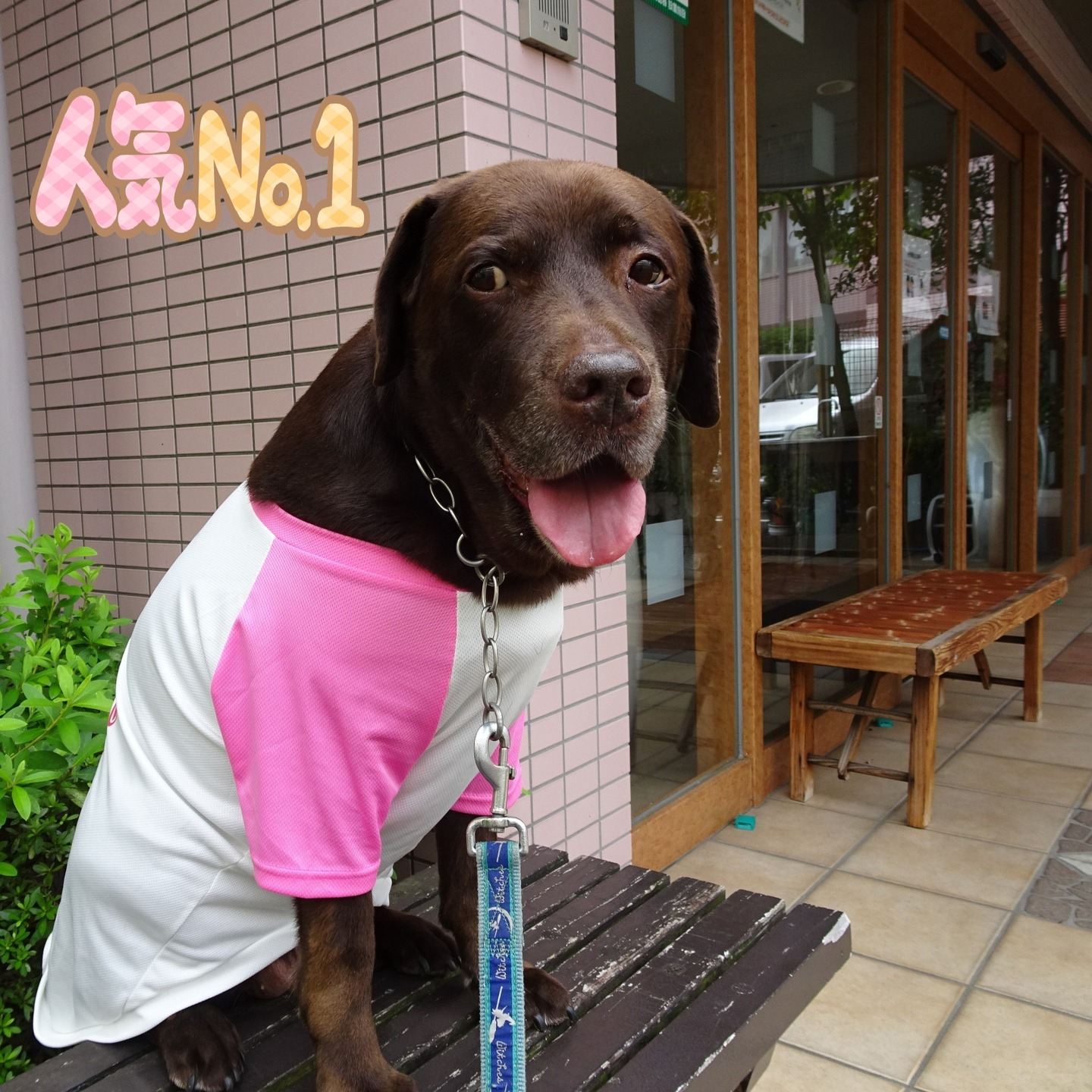 【うめちゃん特集 ~11歳】