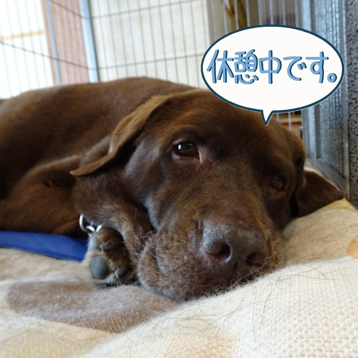 【うめちゃん特集 ~11歳】