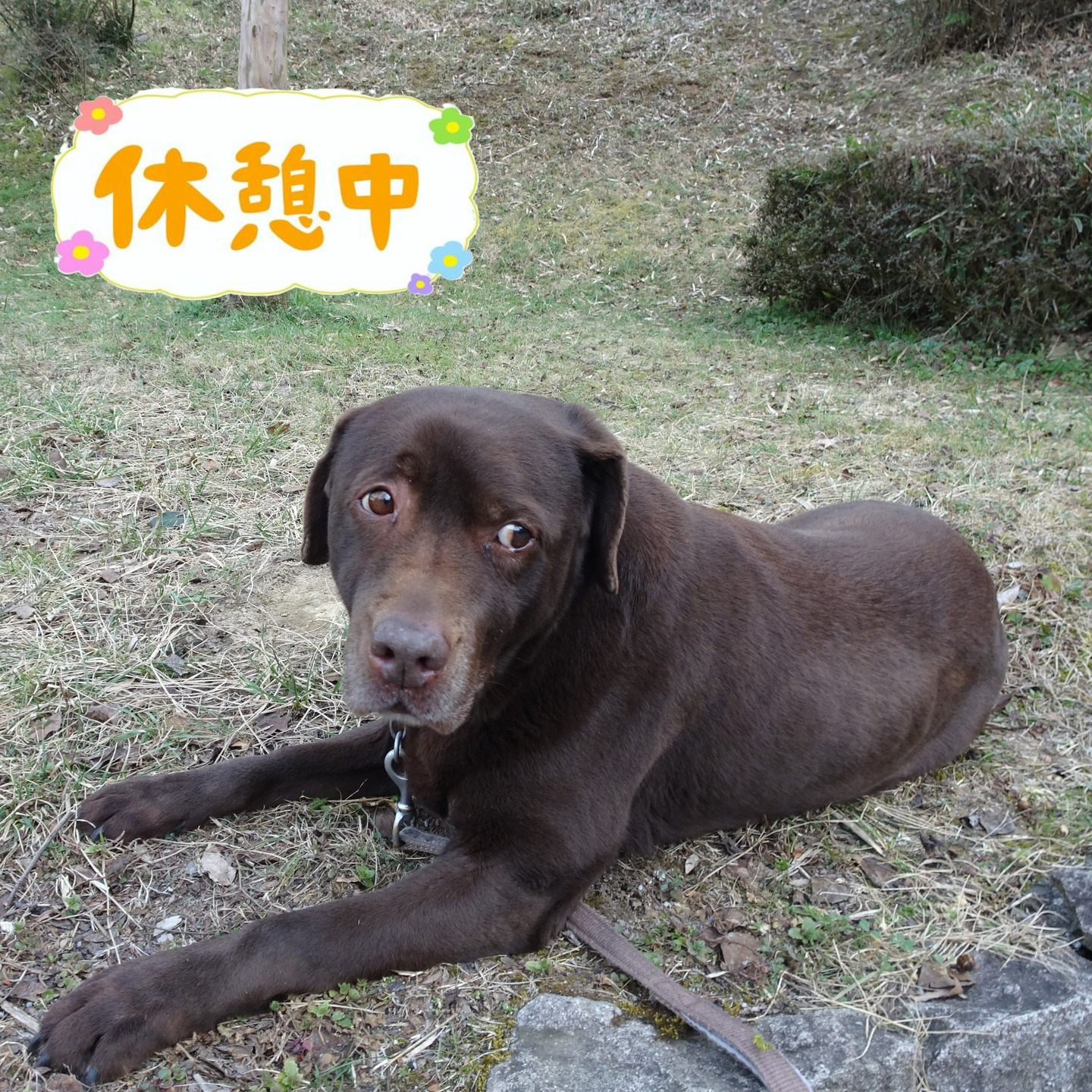 【うめちゃん特集 ~11歳】