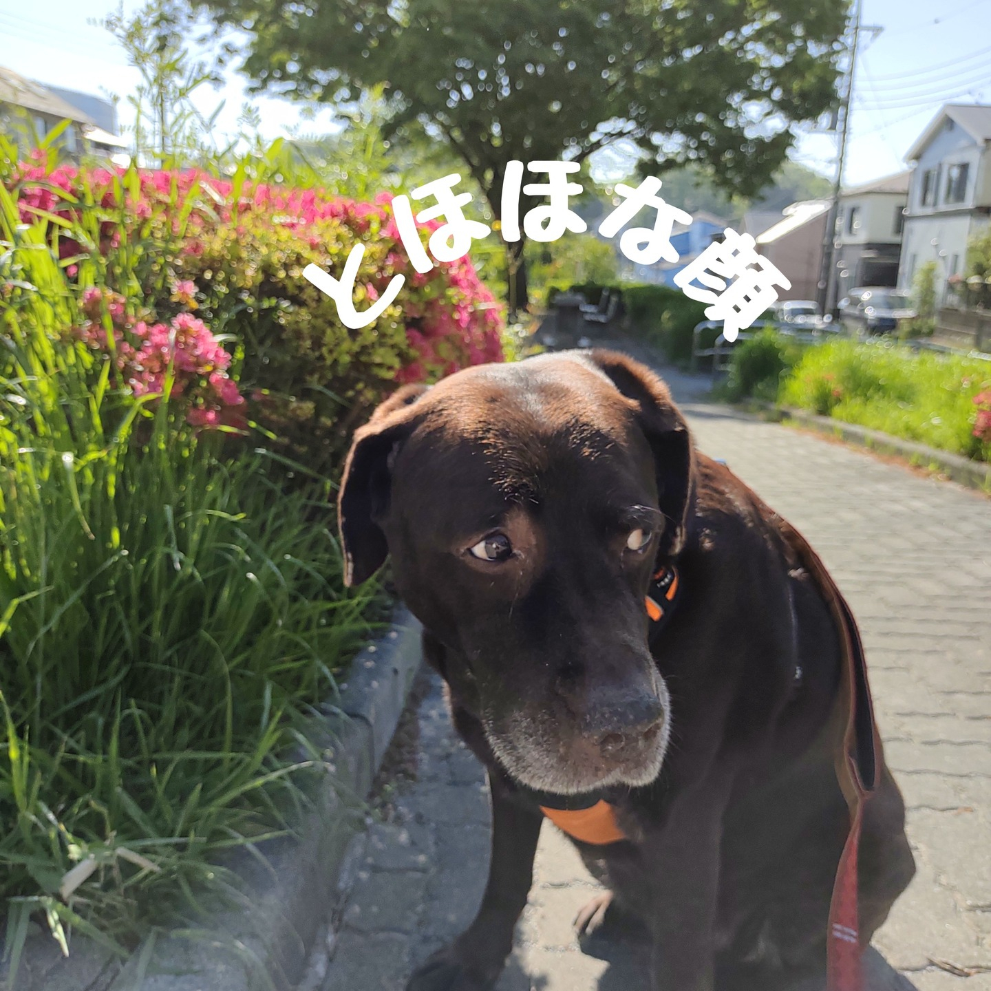 【うめちゃん特集 ~11歳】