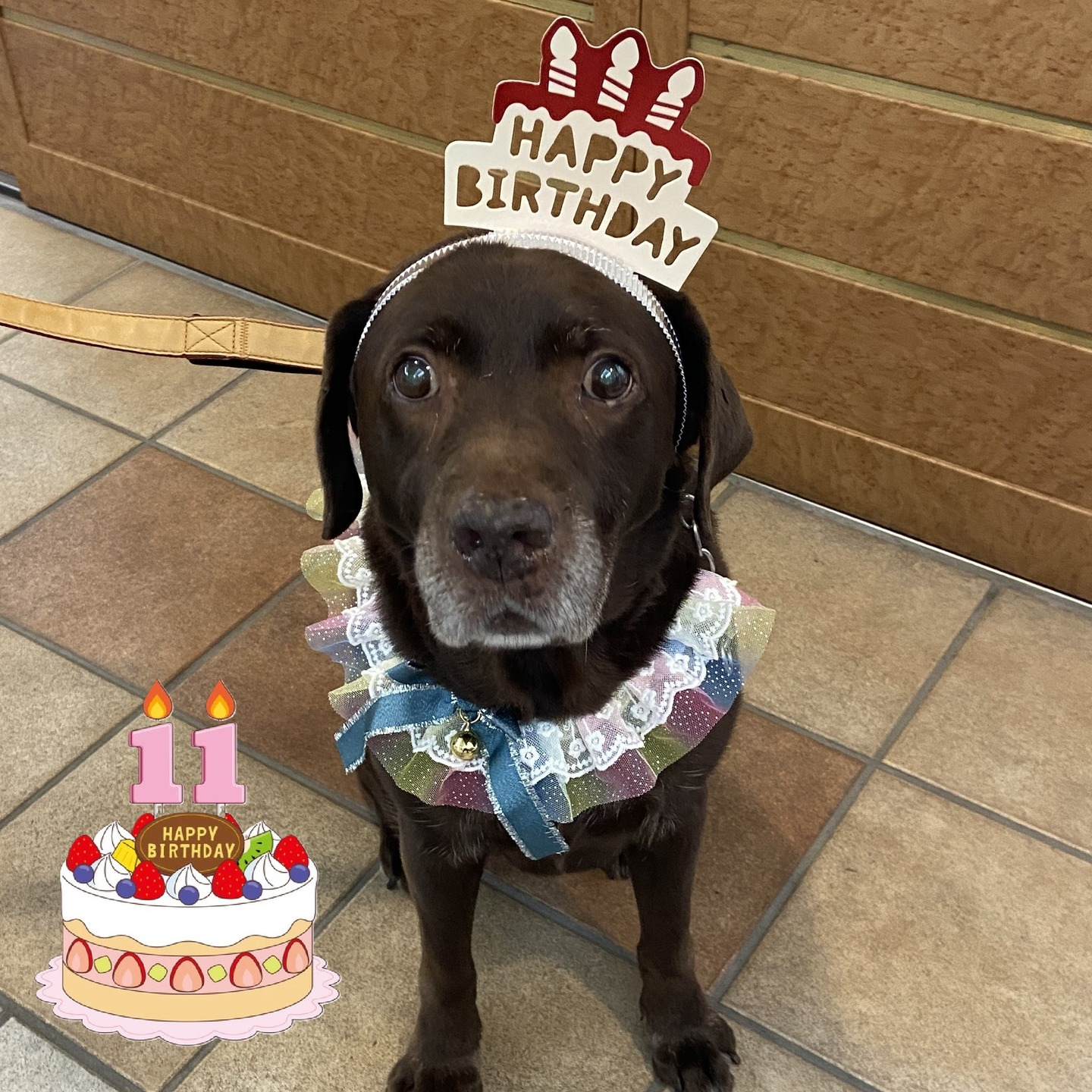 【うめちゃん特集 ~11歳】