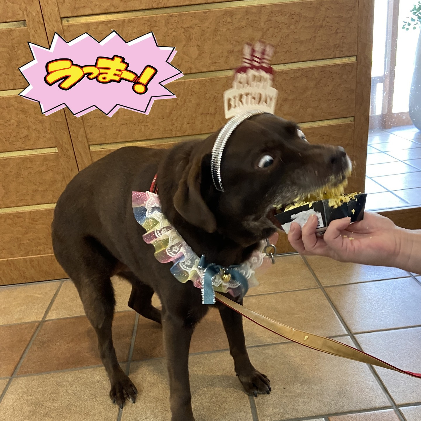 【うめちゃん特集 ~11歳】