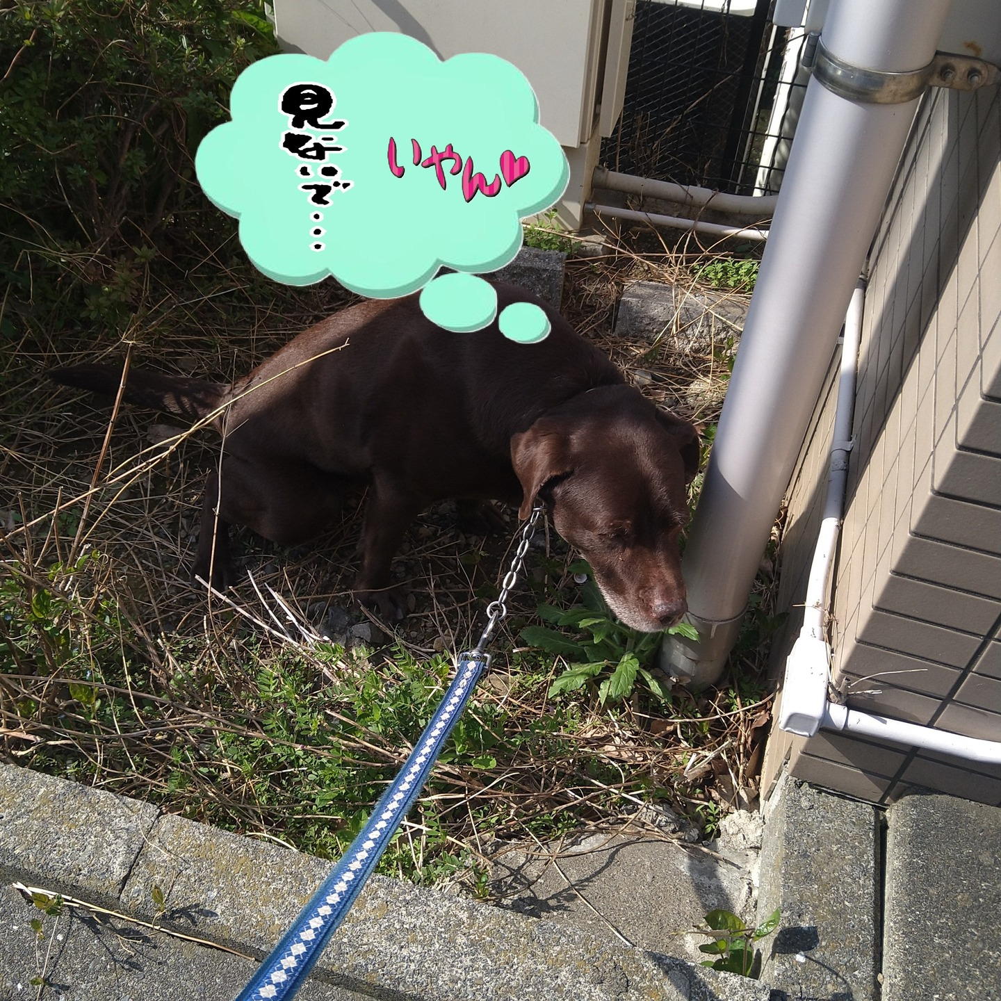 【うめちゃん特集】12歳