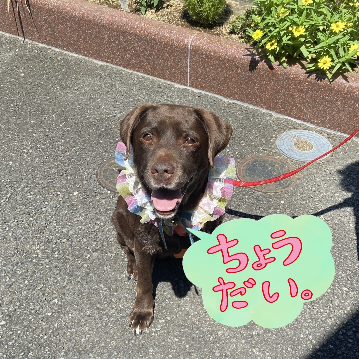 【うめちゃん特集】12歳