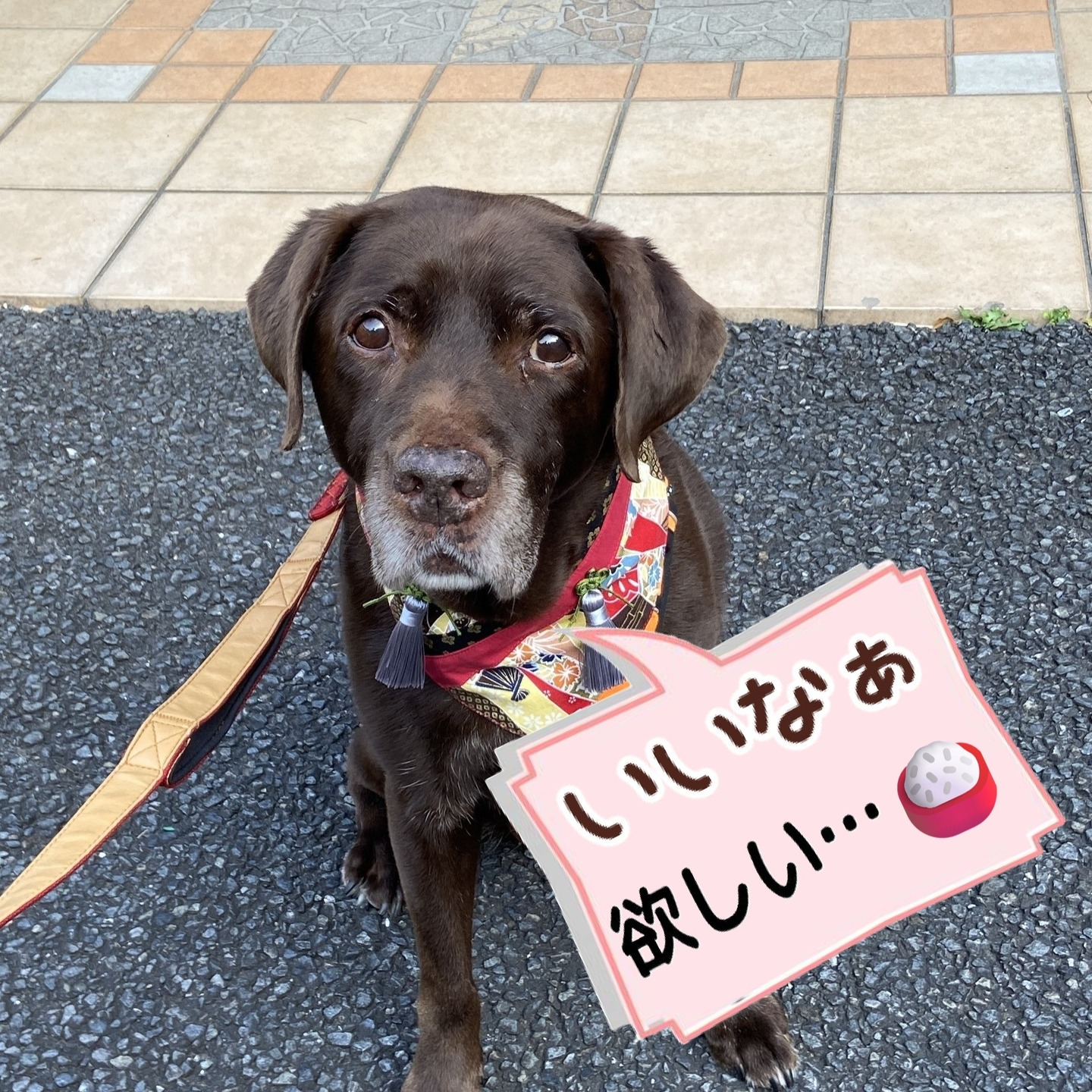 【うめちゃん特集】12歳