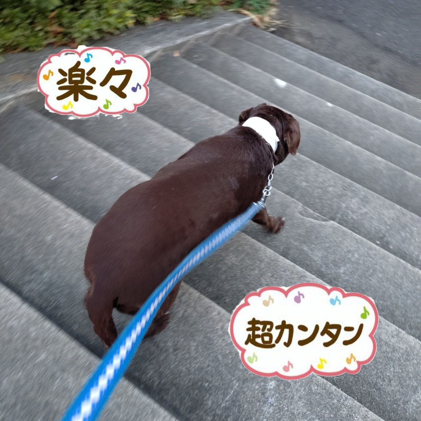 【うめちゃん特集　13歳　お別れ】