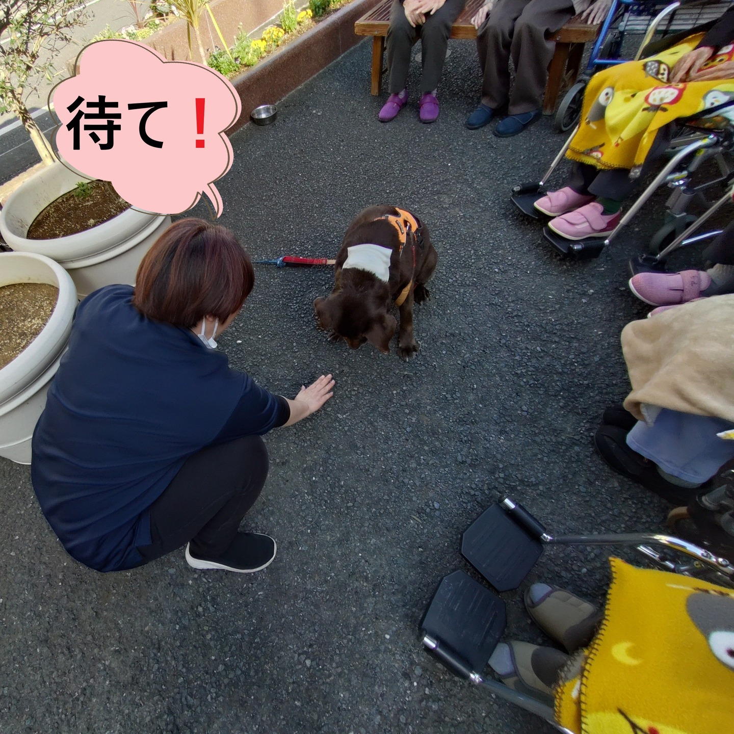 【うめちゃん特集　13歳　お別れ】