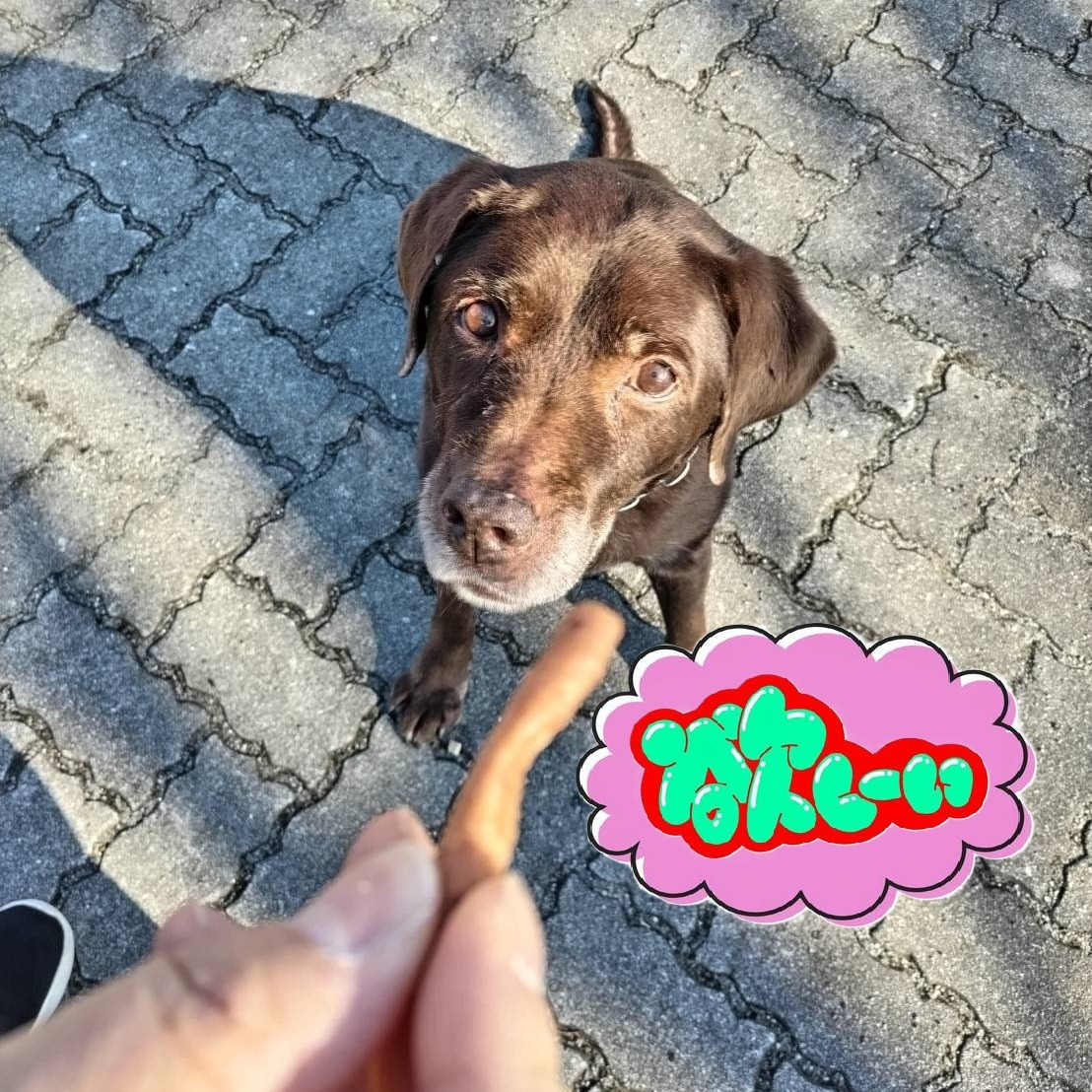 【うめちゃん特集　13歳　お別れ】