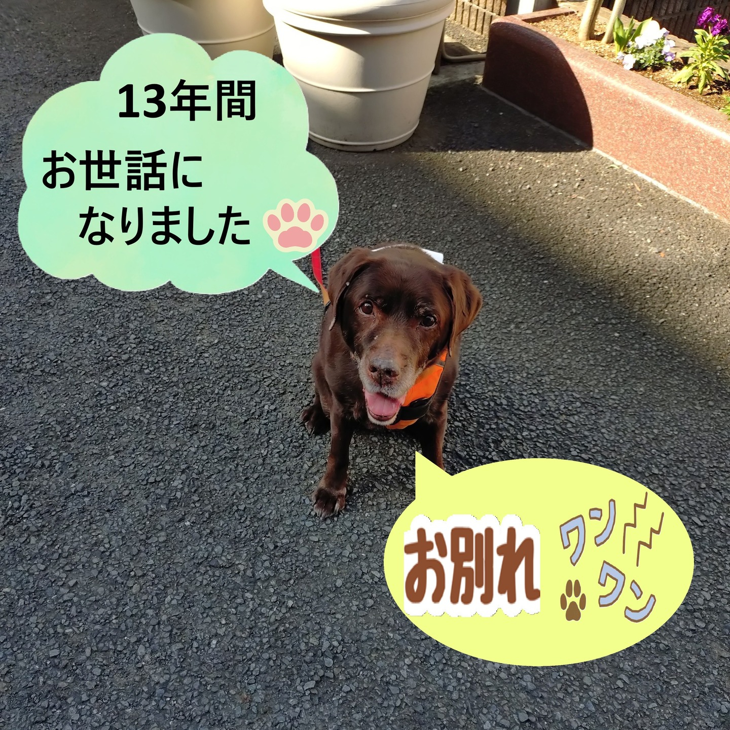 【うめちゃん特集　13歳　お別れ】