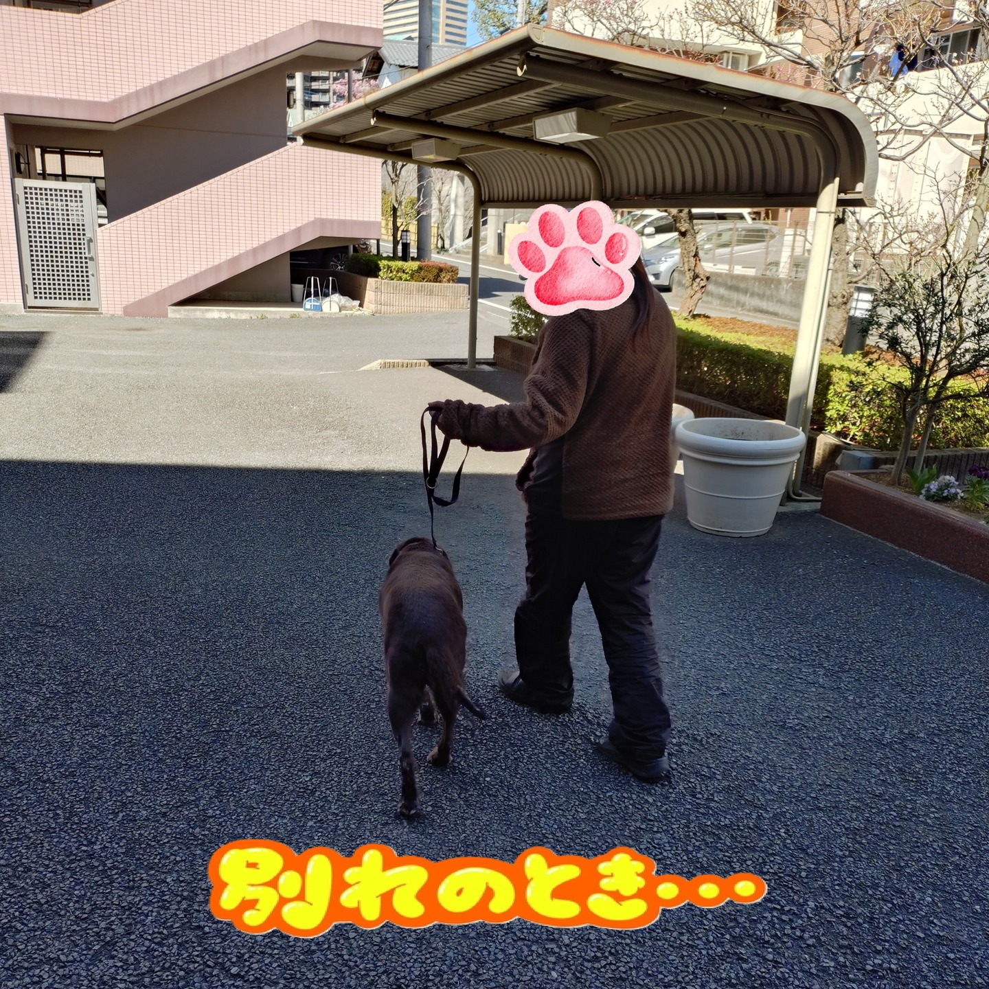 【うめちゃん特集　13歳　お別れ】