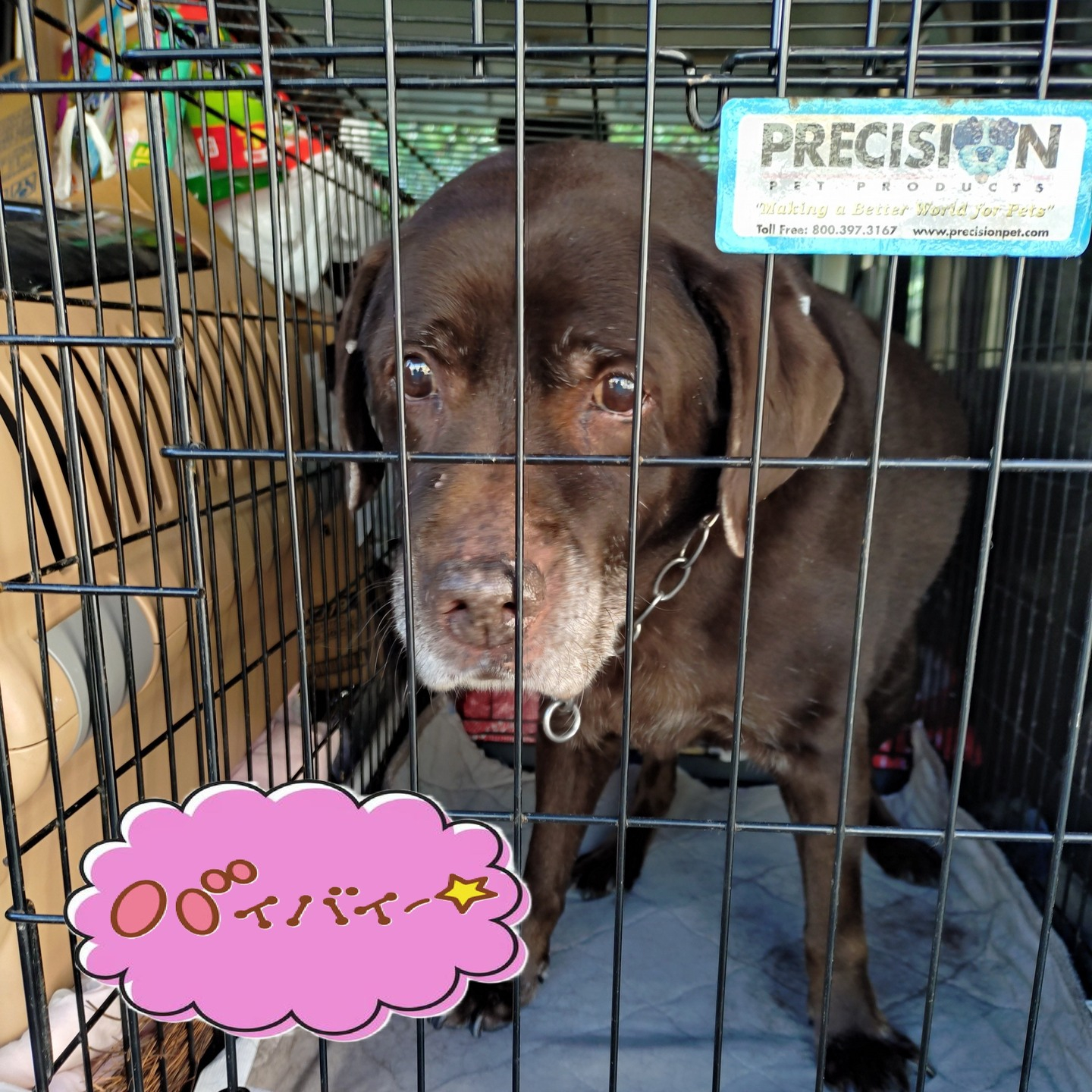 【うめちゃん特集　13歳　お別れ】