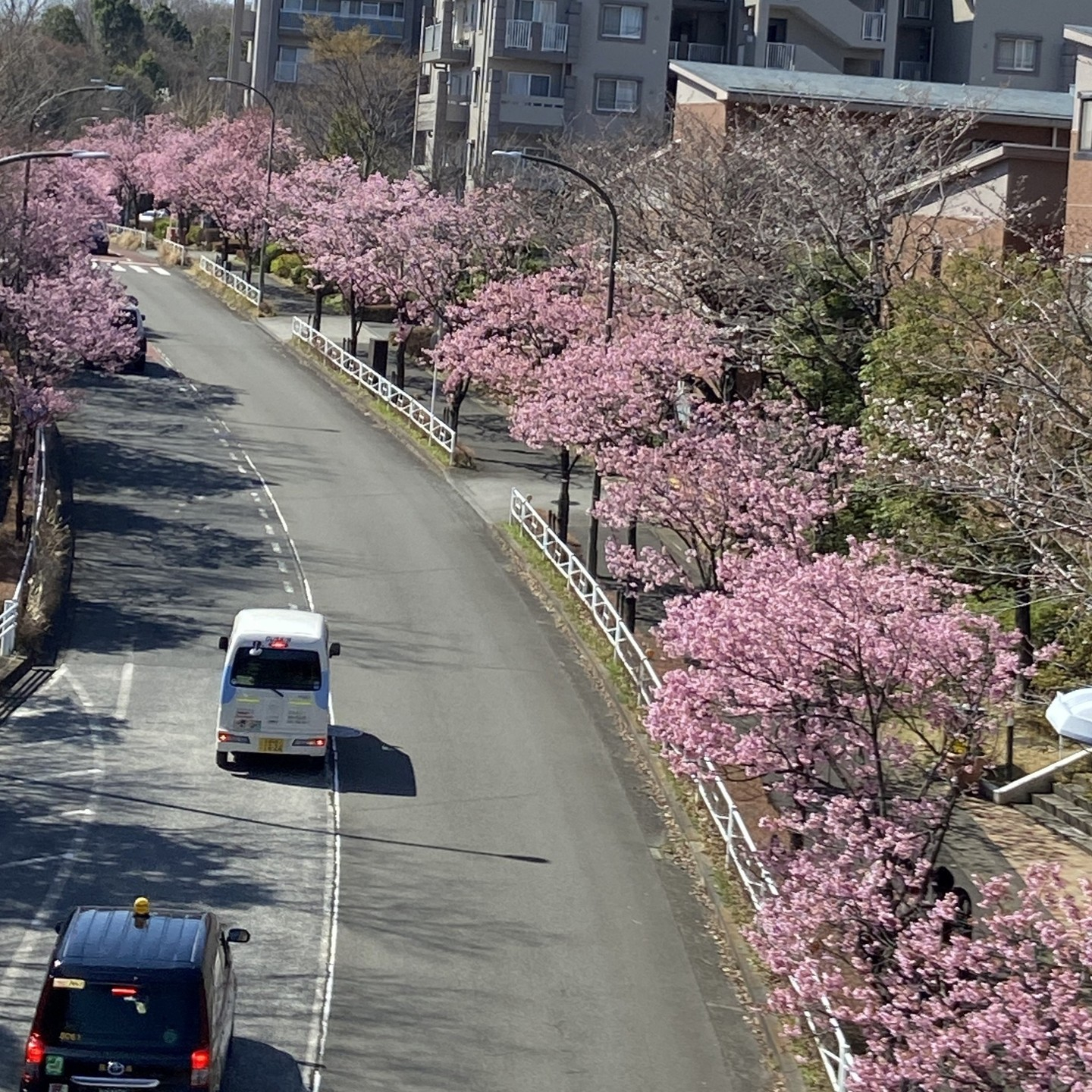【さくらドライブ 長池公園】