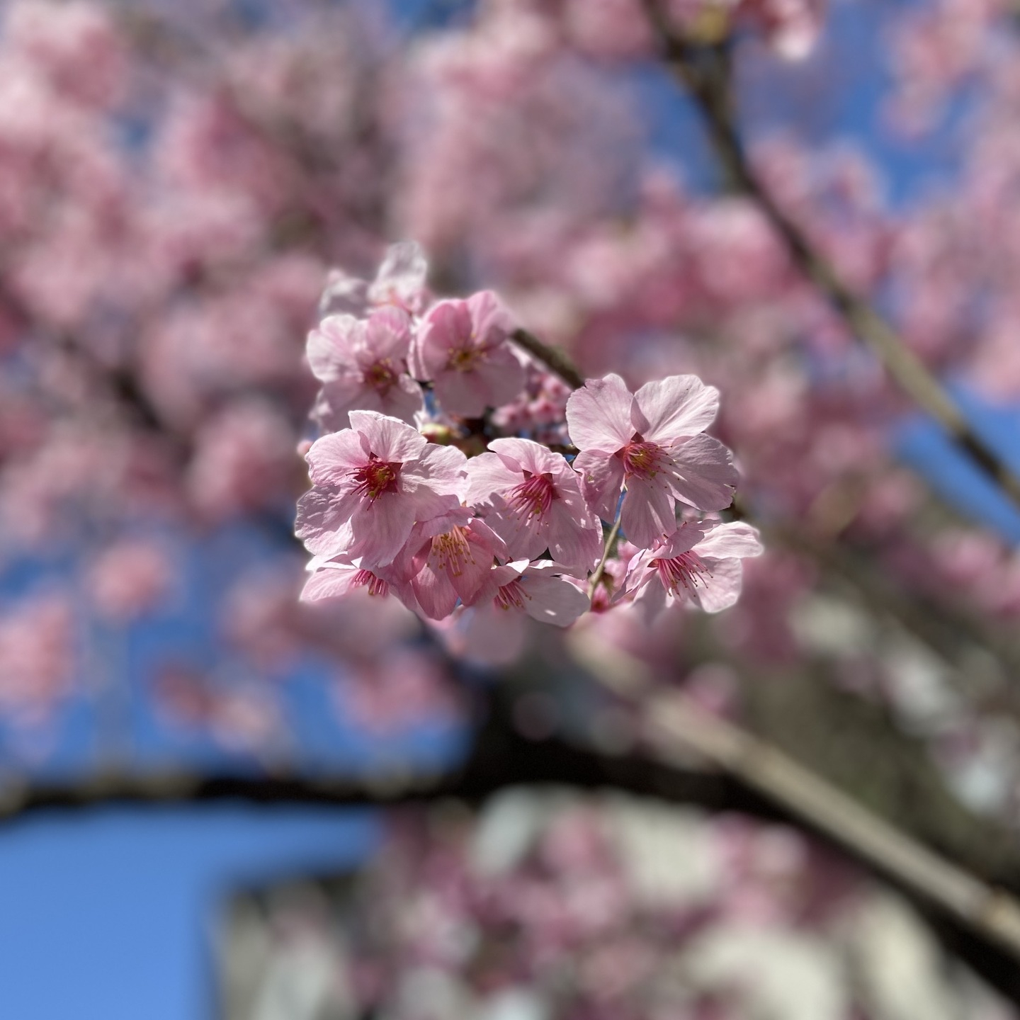 【さくらドライブ 長池公園】