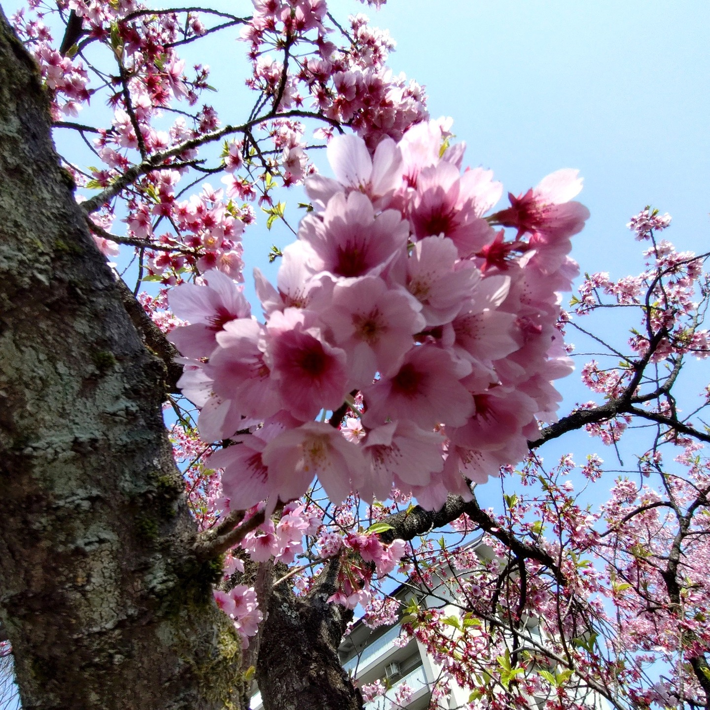 【さくらドライブ 長池公園】